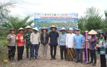 Petani Sawit OKI Optimalkan Lahan Peremajaan untuk Budidaya Padi Gogo