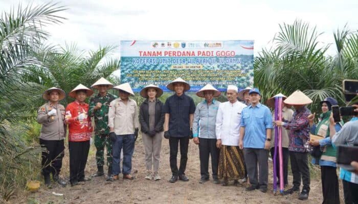 Petani Sawit OKI Optimalkan Lahan Peremajaan untuk Budidaya Padi Gogo