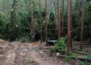 Sumur Minyak Ilegal Menjamur di Hutan Kawasan Muba, Program Penataan Hutan Rakyat Terhambat