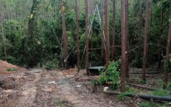 Sumur Minyak Ilegal Menjamur di Hutan Kawasan Muba, Program Penataan Hutan Rakyat Terhambat