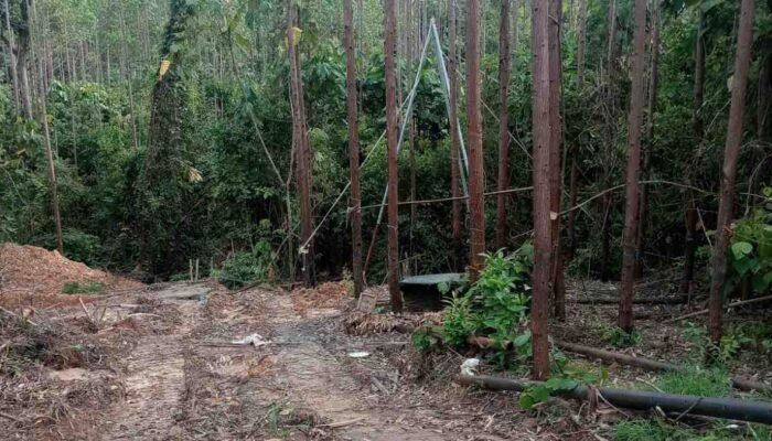 Sumur Minyak Ilegal Menjamur di Hutan Kawasan Muba, Program Penataan Hutan Rakyat Terhambat