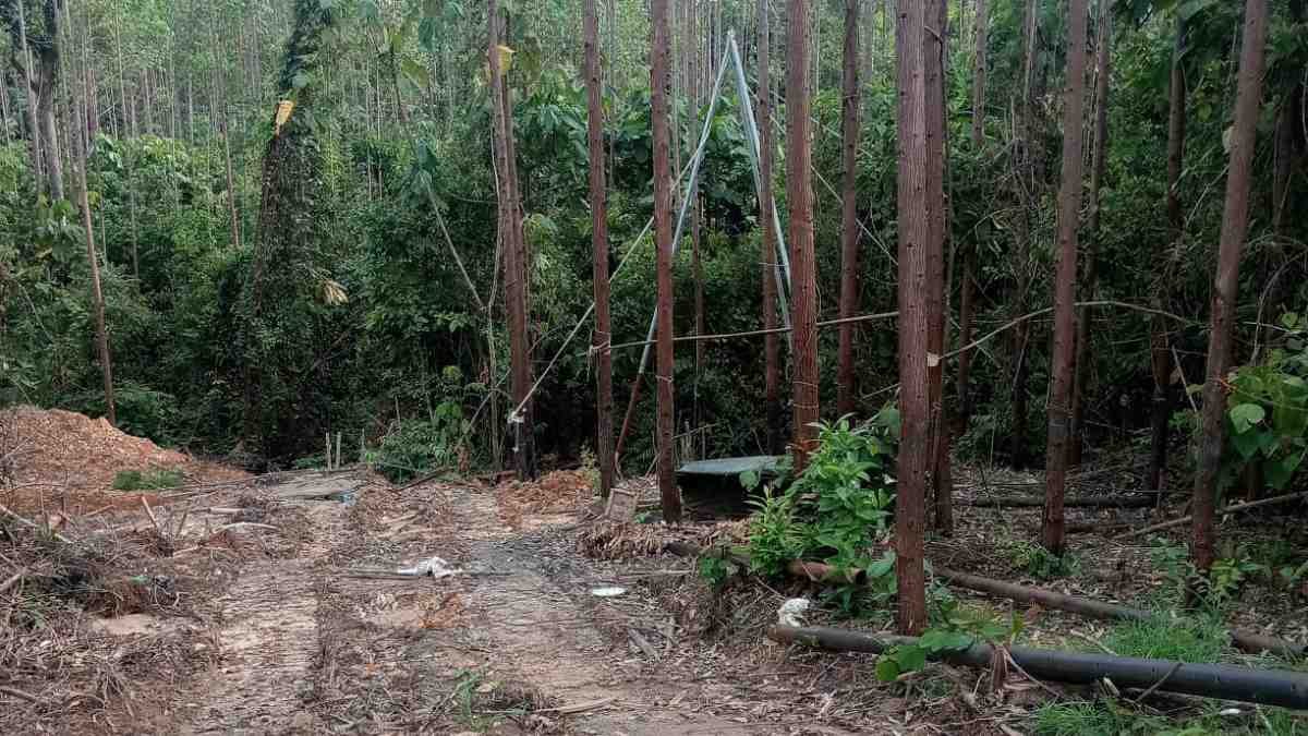 Sumur Minyak Ilegal Menjamur di Hutan Kawasan Muba, Program Penataan Hutan Rakyat Terhambat