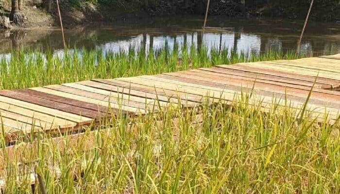 Ambisi Palembang Menjaga Daulat Pangan dari Lahan Terbatas