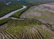Ambisi Swasembada Pangan dan Pertaruhan Kedaulatan Masyarakat Adat Papua di Tanah Selatan
