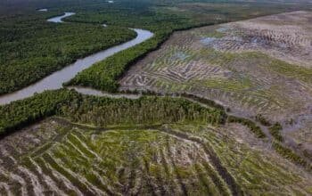 Ambisi Swasembada Pangan dan Pertaruhan Kedaulatan Masyarakat Adat Papua di Tanah Selatan