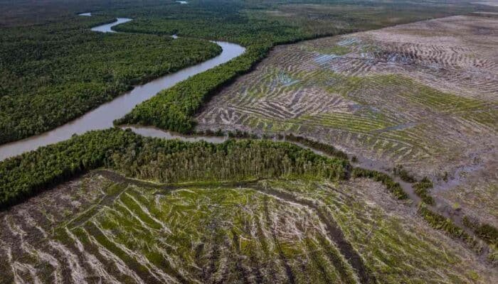 Ambisi Swasembada Pangan dan Pertaruhan Kedaulatan Masyarakat Adat Papua di Tanah Selatan