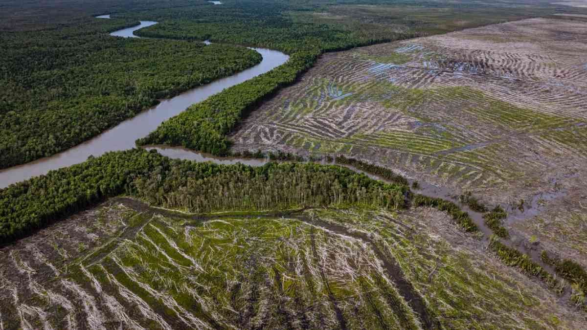 Ambisi Swasembada Pangan dan Pertaruhan Kedaulatan Masyarakat Adat Papua di Tanah Selatan