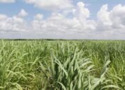 Asa yang Tergadai di Ladang Tebu Sungai Sibur