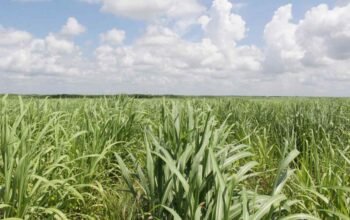 Asa yang Tergadai di Ladang Tebu Sungai Sibur