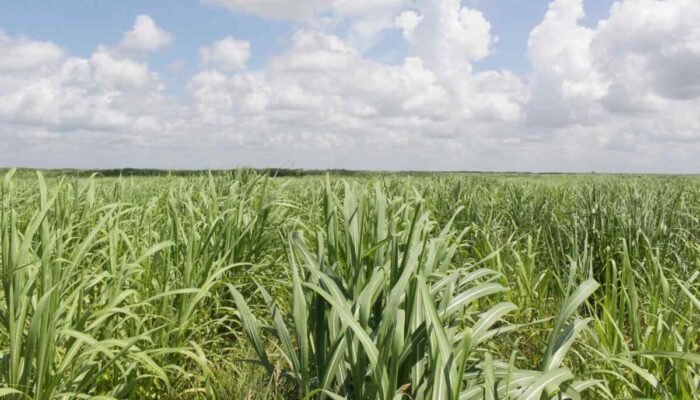 Asa yang Tergadai di Ladang Tebu Sungai Sibur