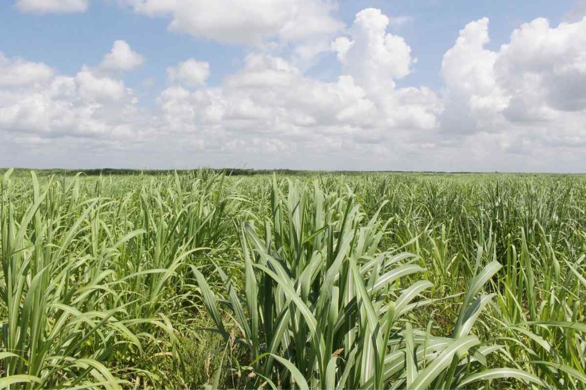 Asa yang Tergadai di Ladang Tebu Sungai Sibur
