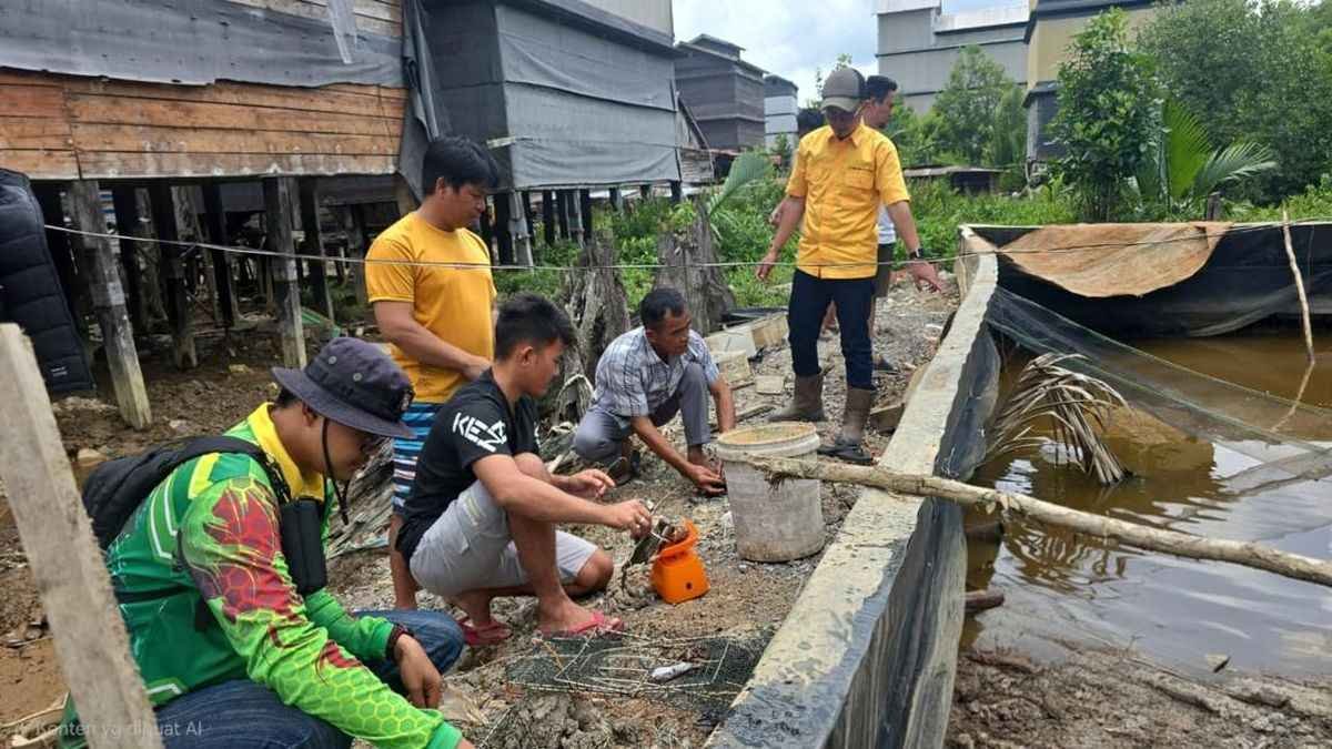 Budidaya Kepiting Bakau PT BAP Mengubah Perambah Hutan Menjadi Pelestari Gambut di OKI