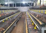 Purnawirawan TNI Perkuat Ketahanan Pangan Lempuing