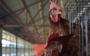 Realitas Ekonomi di Balik Kandang Ayam Petelur