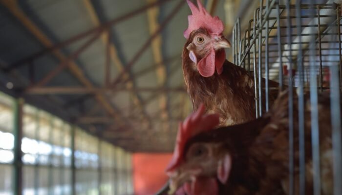 Realitas Ekonomi di Balik Kandang Ayam Petelur
