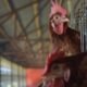 Realitas Ekonomi di Balik Kandang Ayam Petelur