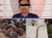 Aksi Pencurian di Perkebunan Sawit Peninjauan Digagalkan, Satu Pelaku Diringkus Saat Beraksi