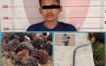Aksi Pencurian di Perkebunan Sawit Peninjauan Digagalkan, Satu Pelaku Diringkus Saat Beraksi