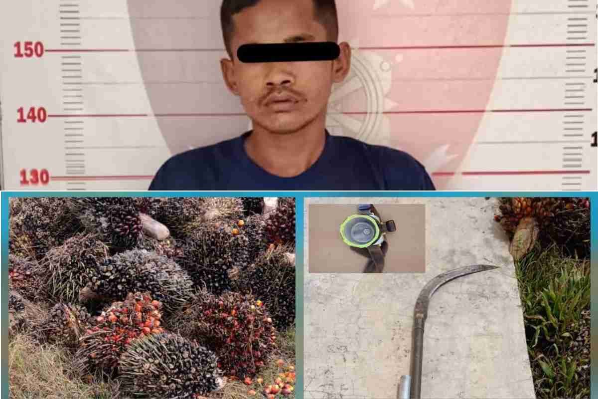 Aksi Pencurian di Perkebunan Sawit Peninjauan Digagalkan, Satu Pelaku Diringkus Saat Beraksi