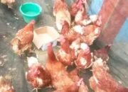 Ayam Merah Jadi Alternatif Pilihan Warga Jelang Lebaran di Pasar Ngulak