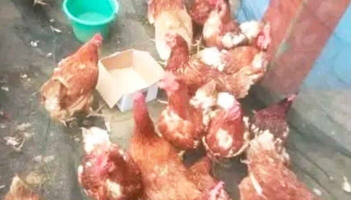 Ayam Merah Jadi Alternatif Pilihan Warga Jelang Lebaran di Pasar Ngulak