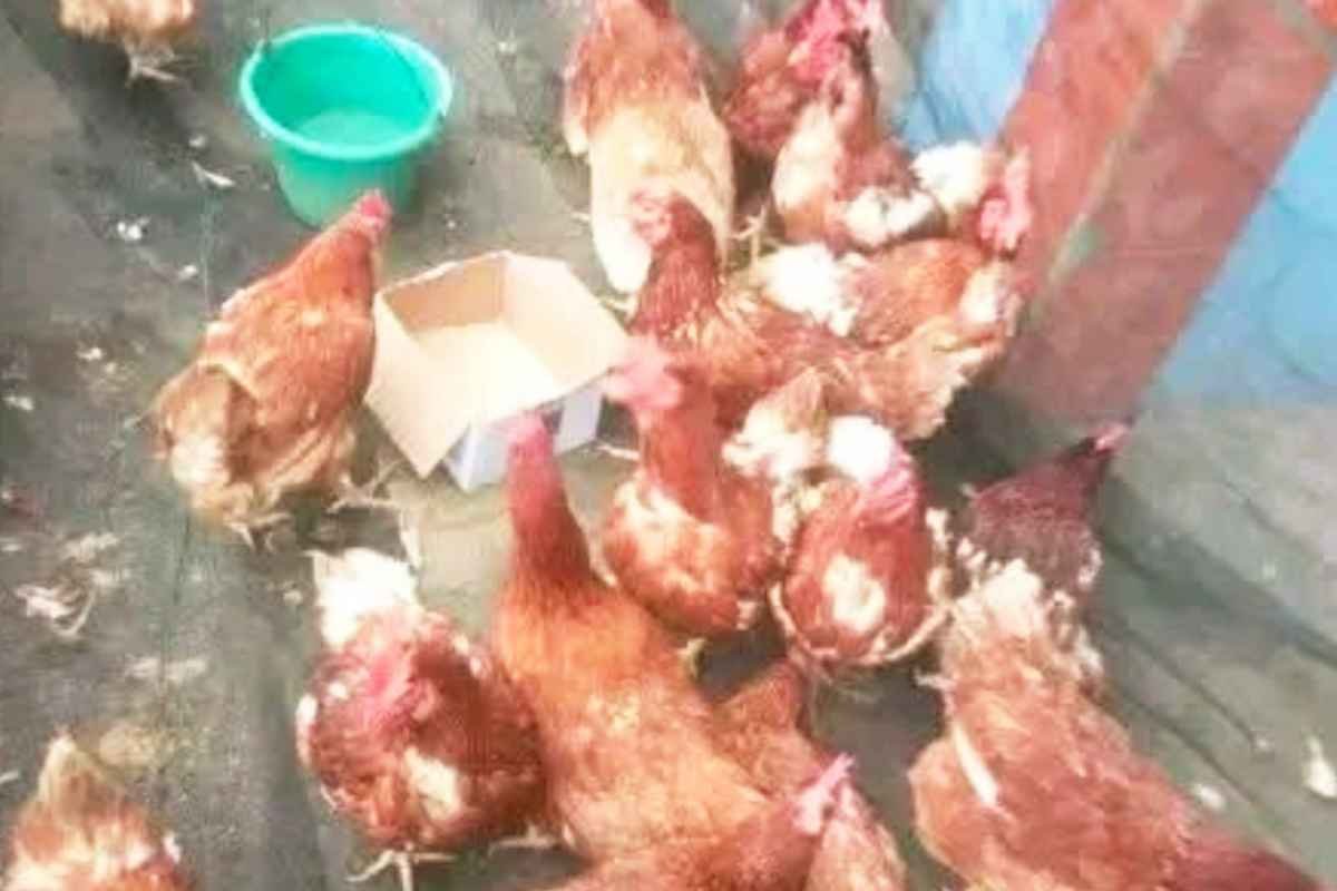 Ayam Merah Jadi Alternatif Pilihan Warga Jelang Lebaran di Pasar Ngulak