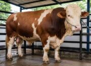 Bobot Lebih dari Satu Ton, Sapi Kurban Simental Bantuan Presiden Dikirim ke Kayuagung