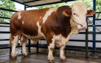 Bobot Lebih dari Satu Ton, Sapi Kurban Simental Bantuan Presiden Dikirim ke Kayuagung