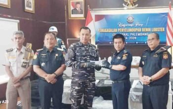 Drama Kejar-kejaran di Hutan Bakau Jambi, Lanal Palembang Amankan Ribuan Benih Lobster