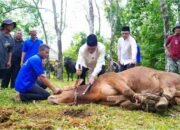 Dua Sapi Limosin Bupati Muba Diprioritaskan untuk Warga Sungai Angit