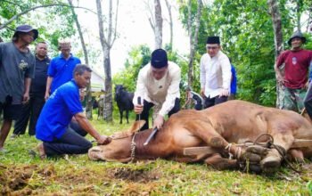 Dua Sapi Limosin Bupati Muba Diprioritaskan untuk Warga Sungai Angit