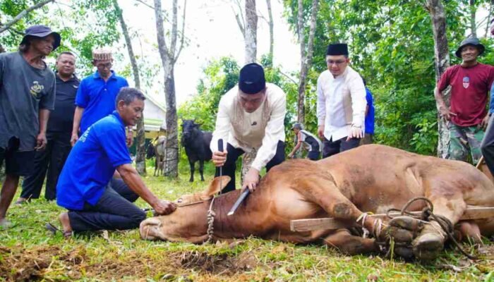 Dua Sapi Limosin Bupati Muba Diprioritaskan untuk Warga Sungai Angit