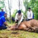 Dua Sapi Limosin Bupati Muba Diprioritaskan untuk Warga Sungai Angit