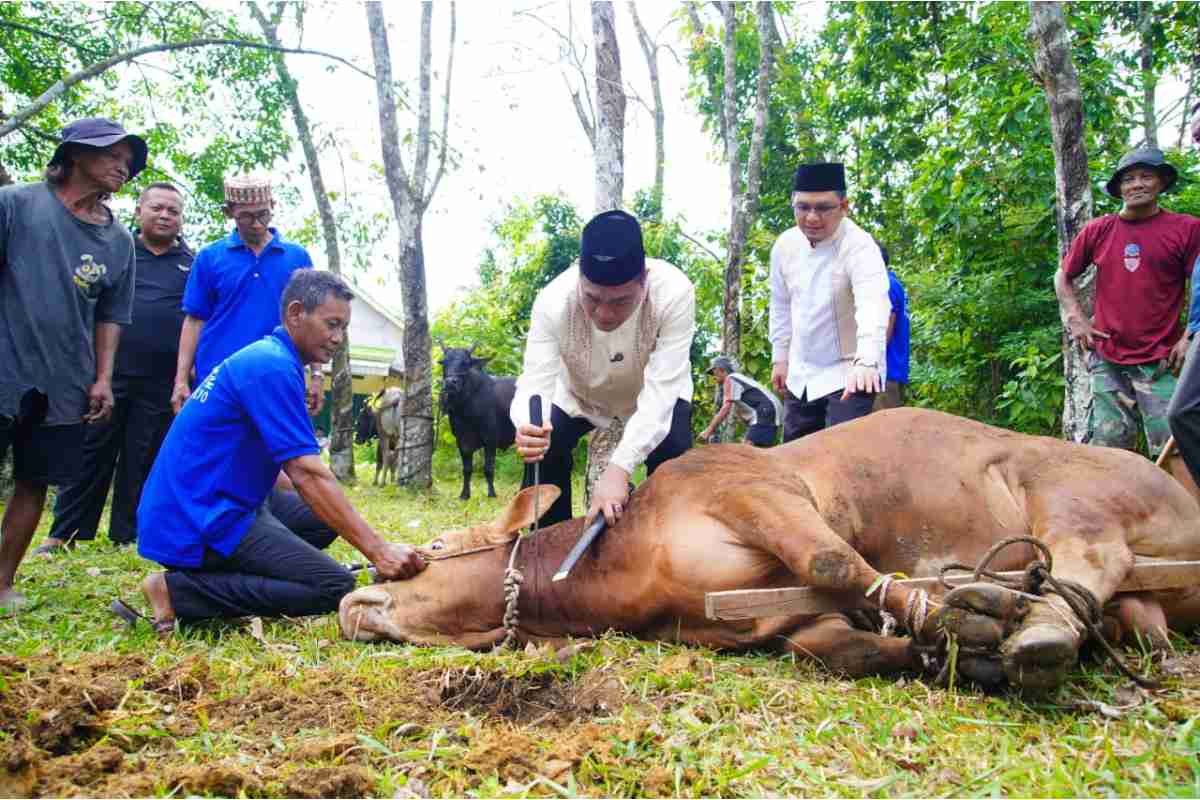 Dua Sapi Limosin Bupati Muba Diprioritaskan untuk Warga Sungai Angit