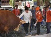 Gandeng Sektor Industri, Bupati OKU Teddy Meilwansyah Sebar 12 Sapi Kurban ke Desa