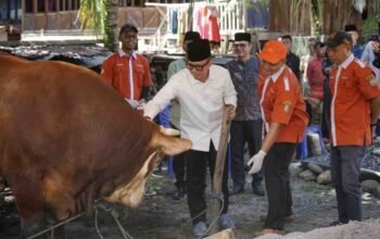 Gandeng Sektor Industri, Bupati OKU Teddy Meilwansyah Sebar 12 Sapi Kurban ke Desa