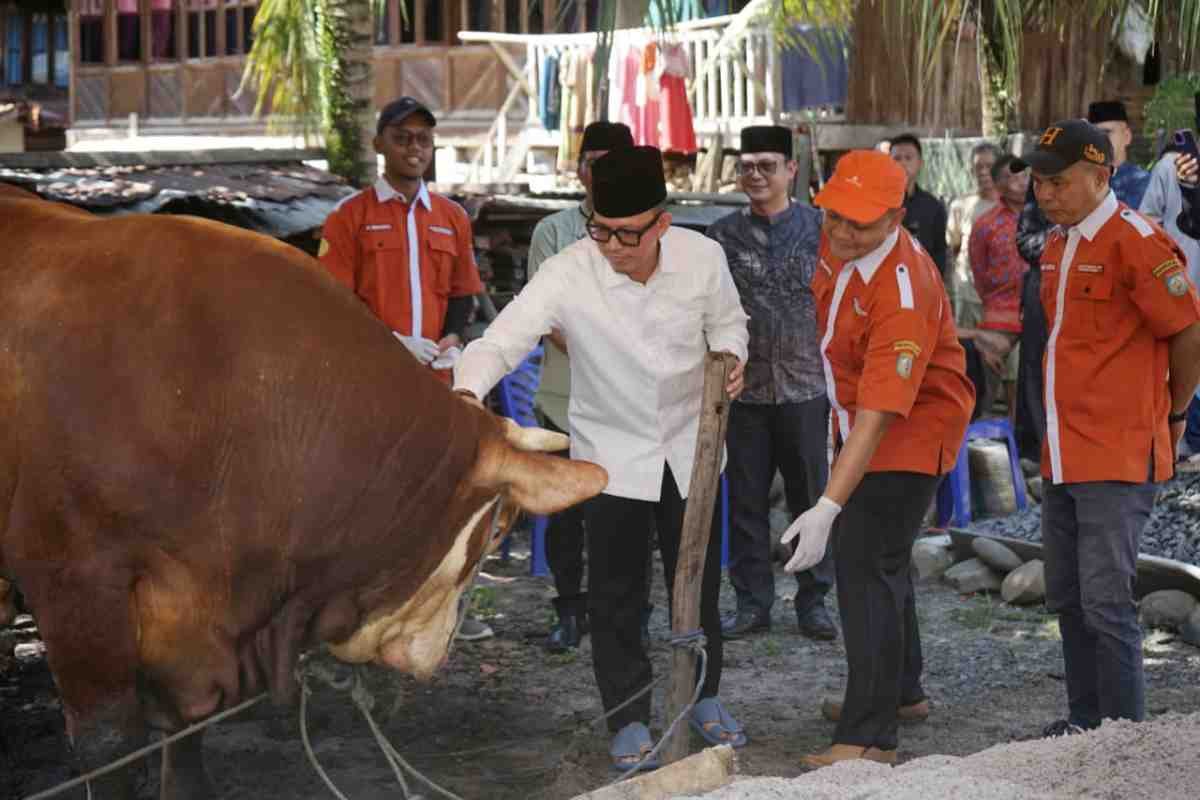 Gandeng Sektor Industri, Bupati OKU Teddy Meilwansyah Sebar 12 Sapi Kurban ke Desa