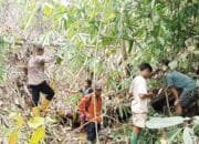 Mangsa 17 Ekor Kerbau di Muratara, Tiga Harimau Liar TNKS Teror Pinggiran Perkampungan