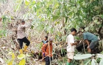 Mangsa 17 Ekor Kerbau di Muratara, Tiga Harimau Liar TNKS Teror Pinggiran Perkampungan