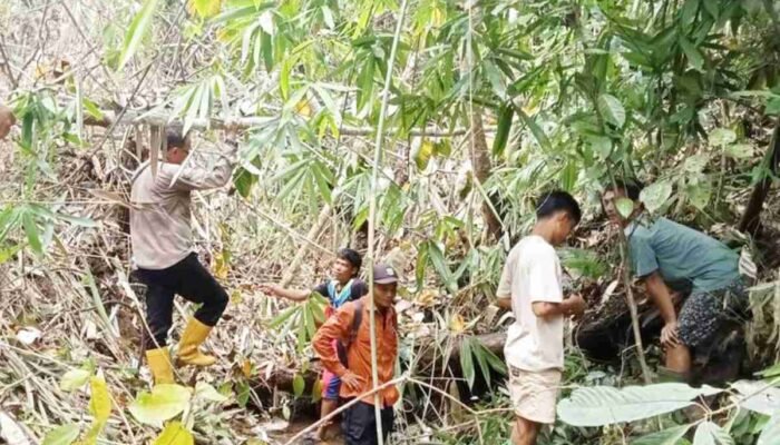 Mangsa 17 Ekor Kerbau di Muratara, Tiga Harimau Liar TNKS Teror Pinggiran Perkampungan