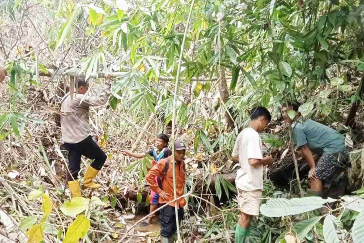 Mangsa 17 Ekor Kerbau di Muratara, Tiga Harimau Liar TNKS Teror Pinggiran Perkampungan