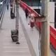 Terekam Buang Sampah dari Jembatan Ampera, Warga Palembang Dijatuhi Sanksi Kerja Sosial