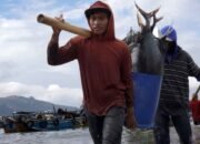 Ekspansi Akuakultur Asia Menopang Rekor Baru Produksi Perikanan Dunia
