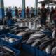 Pembeli Sepi, Nelayan Kaur Khawatir Ikan Melimpah Membusuk
