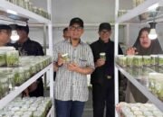 Pemkab OKU Adopsi Teknologi Kultur Jaringan guna Selamatkan Varietas Buah Endemik dari Kepunahan