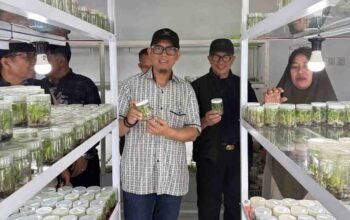 Pemkab OKU Adopsi Teknologi Kultur Jaringan guna Selamatkan Varietas Buah Endemik dari Kepunahan