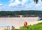Tambang Emas Ilegal di Tebo Jambi Hancurkan 12.202 Hektare Hutan