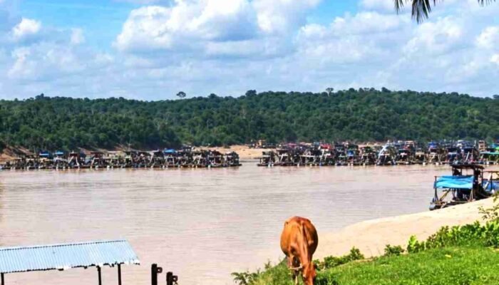 Tambang Emas Ilegal di Tebo Jambi Hancurkan 12.202 Hektare Hutan