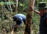 BKSDA Telusuri Jejak Satwa Liar di Muratara, Dugaan Harimau Belum Terbukti