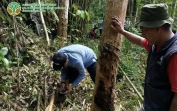 BKSDA Telusuri Jejak Satwa Liar di Muratara, Dugaan Harimau Belum Terbukti